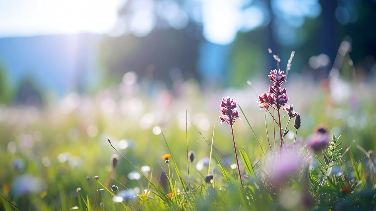 Spring Morning Birdsong | Relaxing Meadow Ambience for Starting the Day