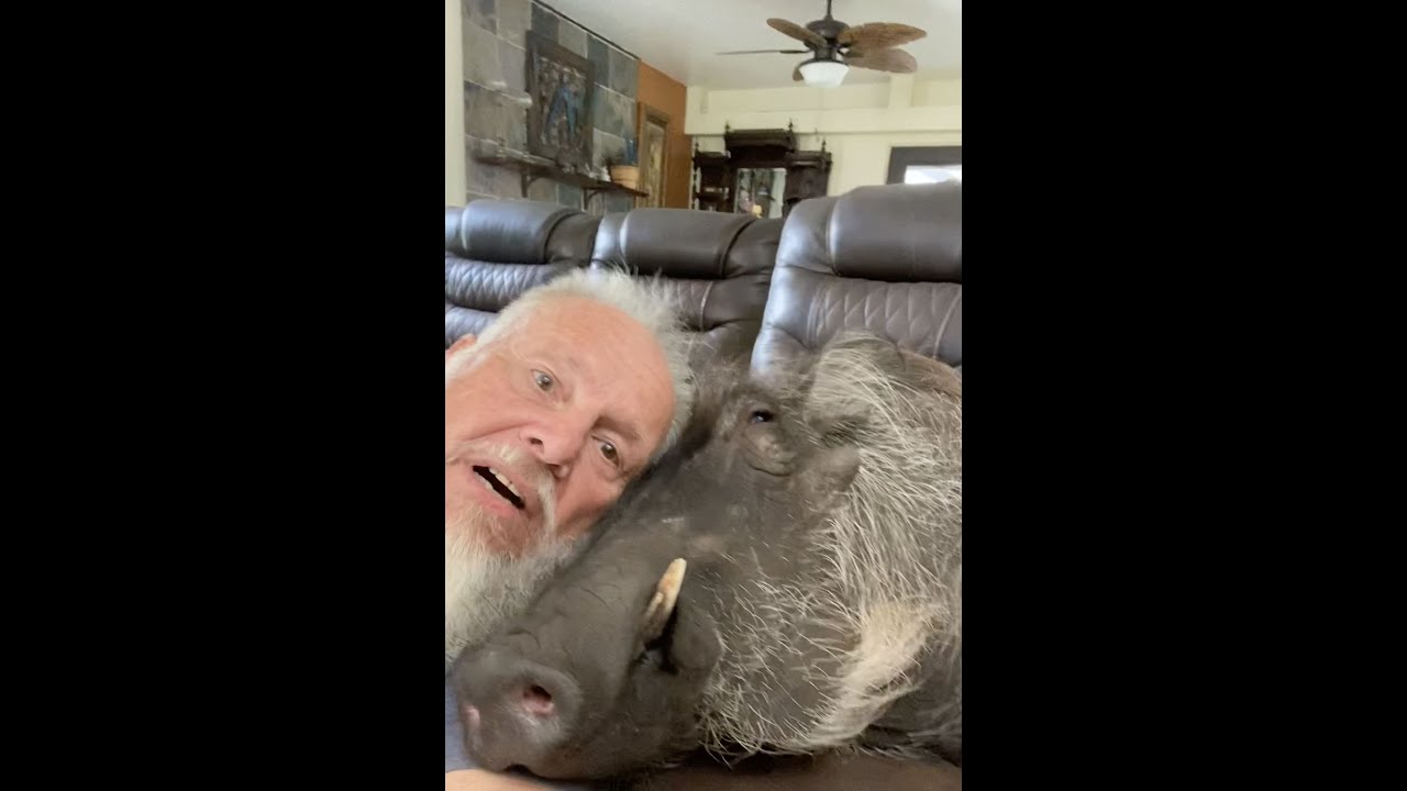 Veteran's Pet Warthog Acts Like Dog