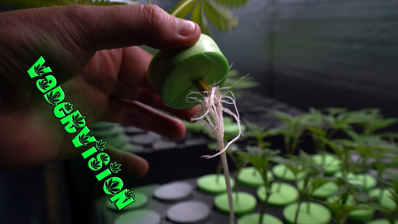 2018 Cali Legal Grow * Day 92 *  We have Roots!
