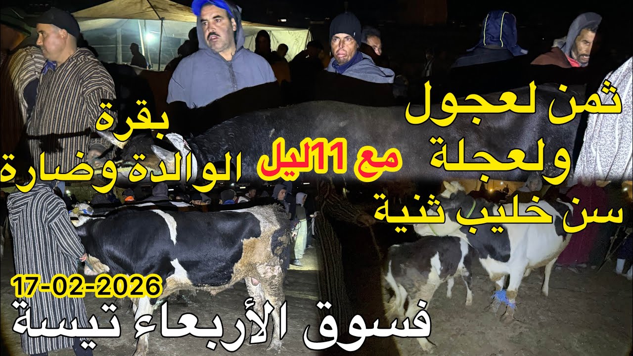مباشرة من سوق أربعاء تيسة رحبة لعجول ولعجلة وبقرة الوالدة وضارة 17/02/2026