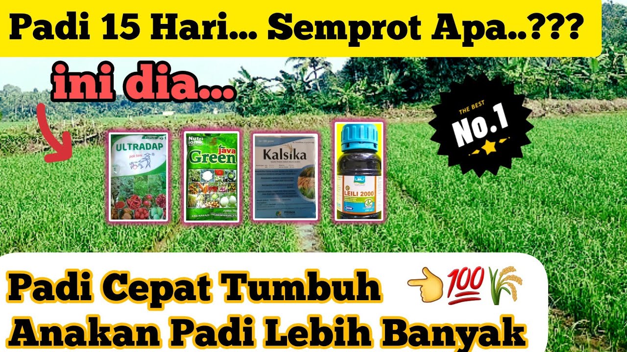 CARA EFEKTIF MEMPERBANYAK ANAKAN PADI & MEMPERCEPAT PERTUMBUHAN PADI 💯👍🌾