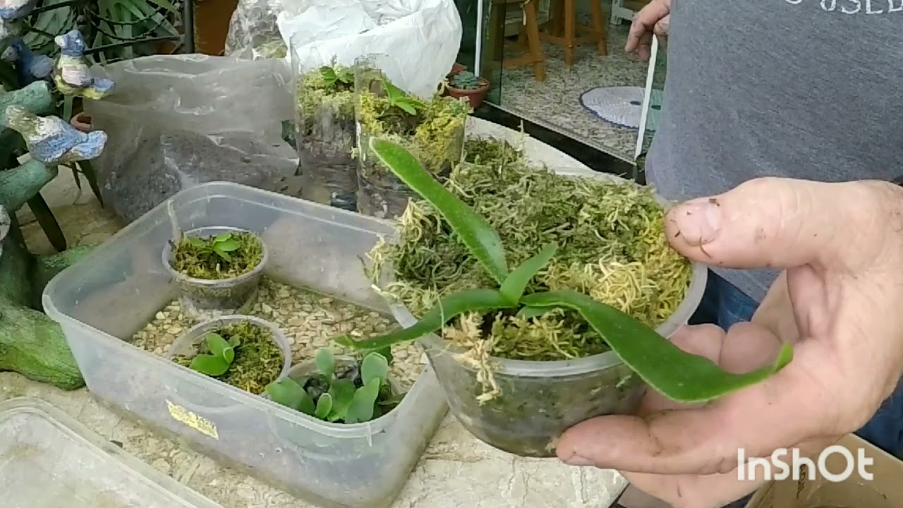Cultivo de Platycerium por esporos, replante de mudas em garrafa pet.