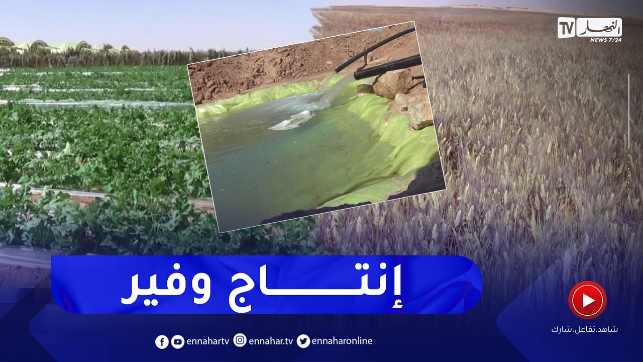 بسكرة: معدلات جيدة في انتاج القمح والخضروات في محيط السارق بمخادمة