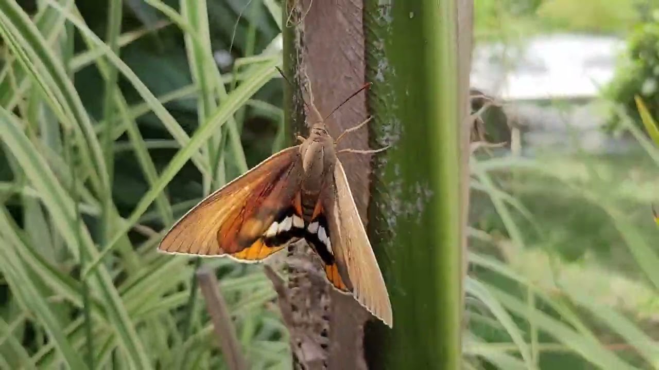 A quoi ressemble le papillon du palmier ?