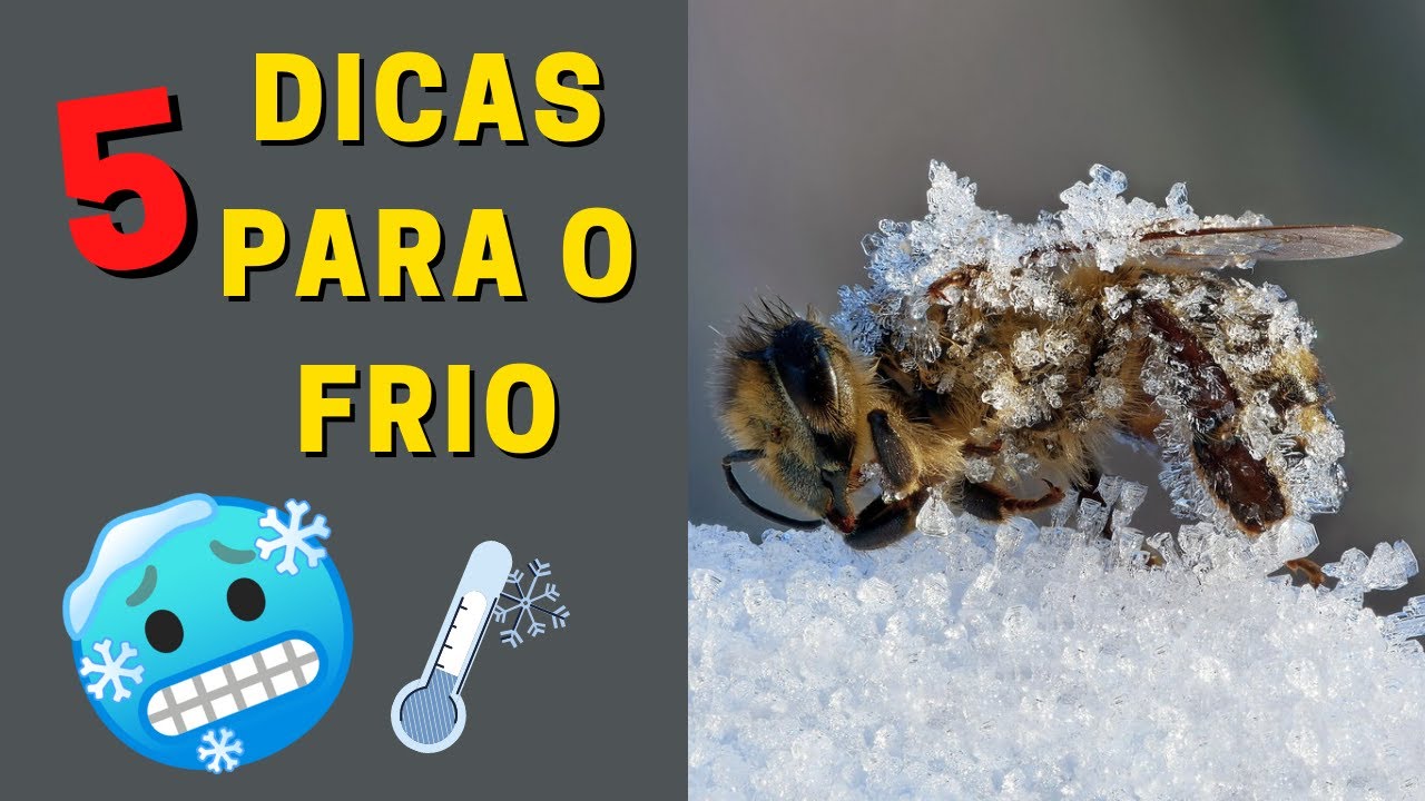 5 MELHORES dicas para suas ABELHAS no inverno - Apislogia ensina