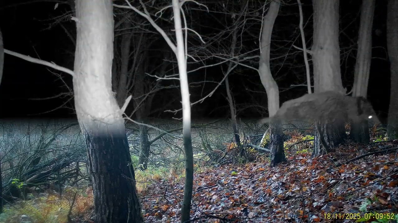 Stopy ticha - Život na lesnej cestičke (Časť 10)