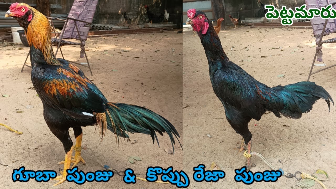 Koppi Reza Pettamaru & Guba Punjulu||8074334157||తూర్పు పుంజు అమ్మబడును||#StarAseelTV