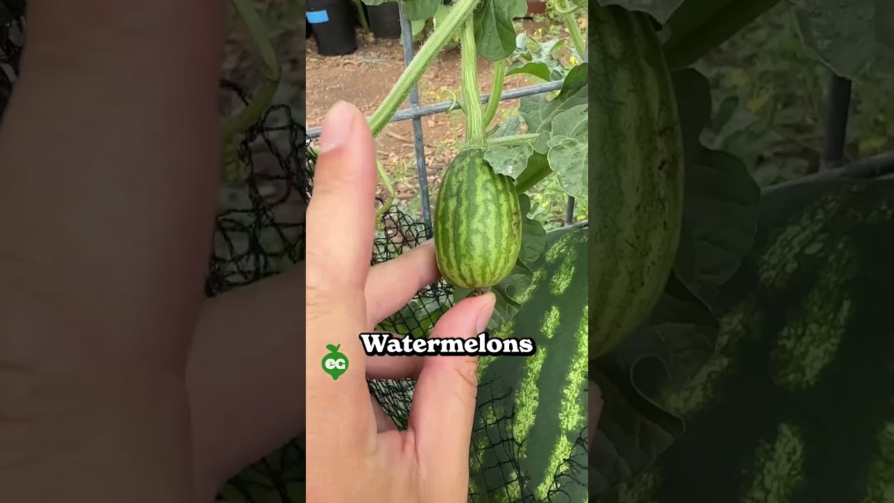 Это лучший способ вырастить большой арбуз 🍉 @epic gardening #short #watermelon #homegardening
