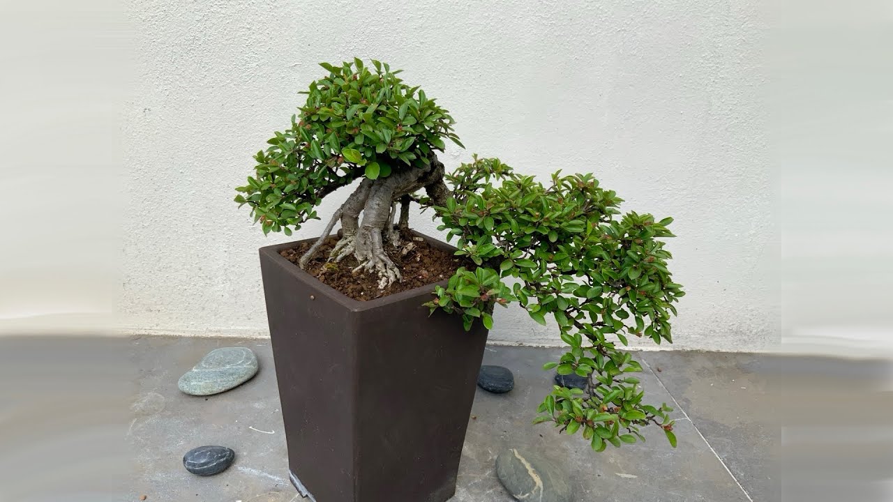 #Luatam032 - Cotoneaster horizontalis 02