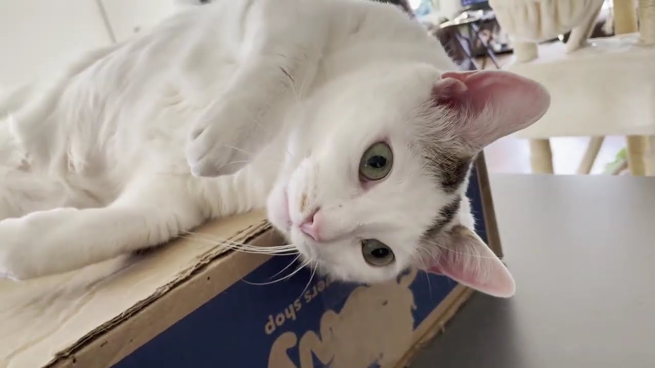 My Life As A Single Mom Of Two Cats | SILENT VLOG