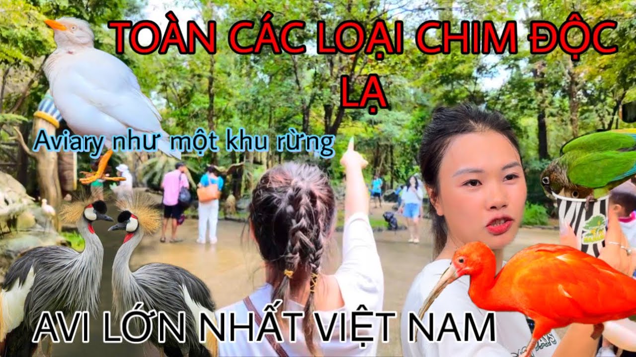 CHIẾC AVIARY KHỦNG NHẤT VIỆT NAM ||| Avi nu&ocirc;i Chim cao Hơn 10M rộng 5.000m2/ To&agrave;n chim độc qu&yacute; hiếm