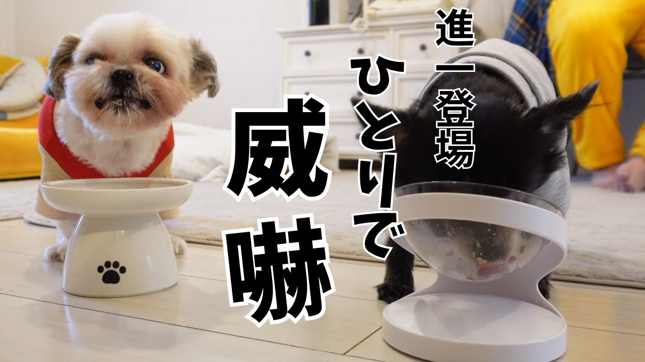 【シーズーの威嚇】誰も気にしていないのに…本気で警戒中。ちょっと詰め込みすぎた日常www～多頭飼い～チワワ シーズー ミニチュアピンシャー トイプードル