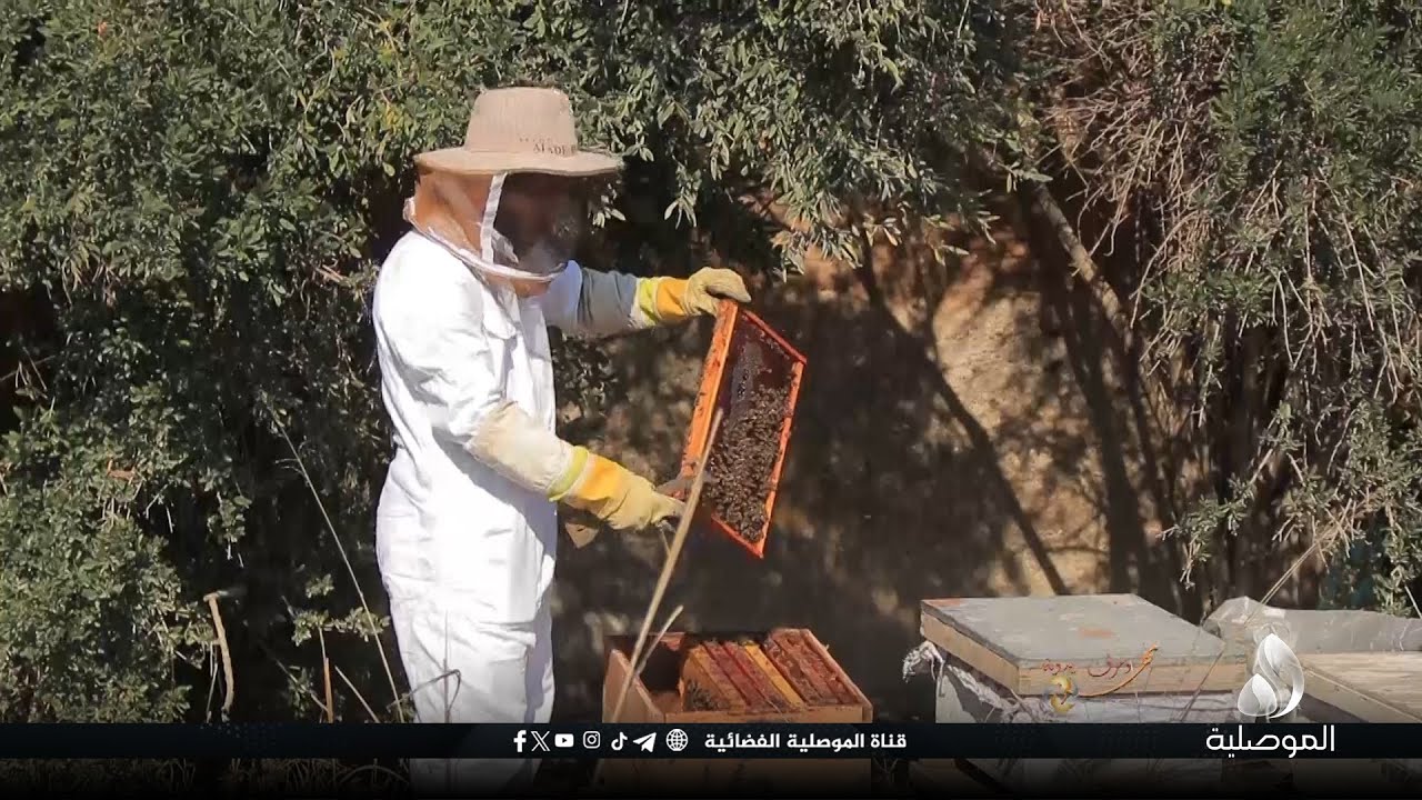 مهن وحرف يدوية - مهنة تربية النحل وإنتاج العسل