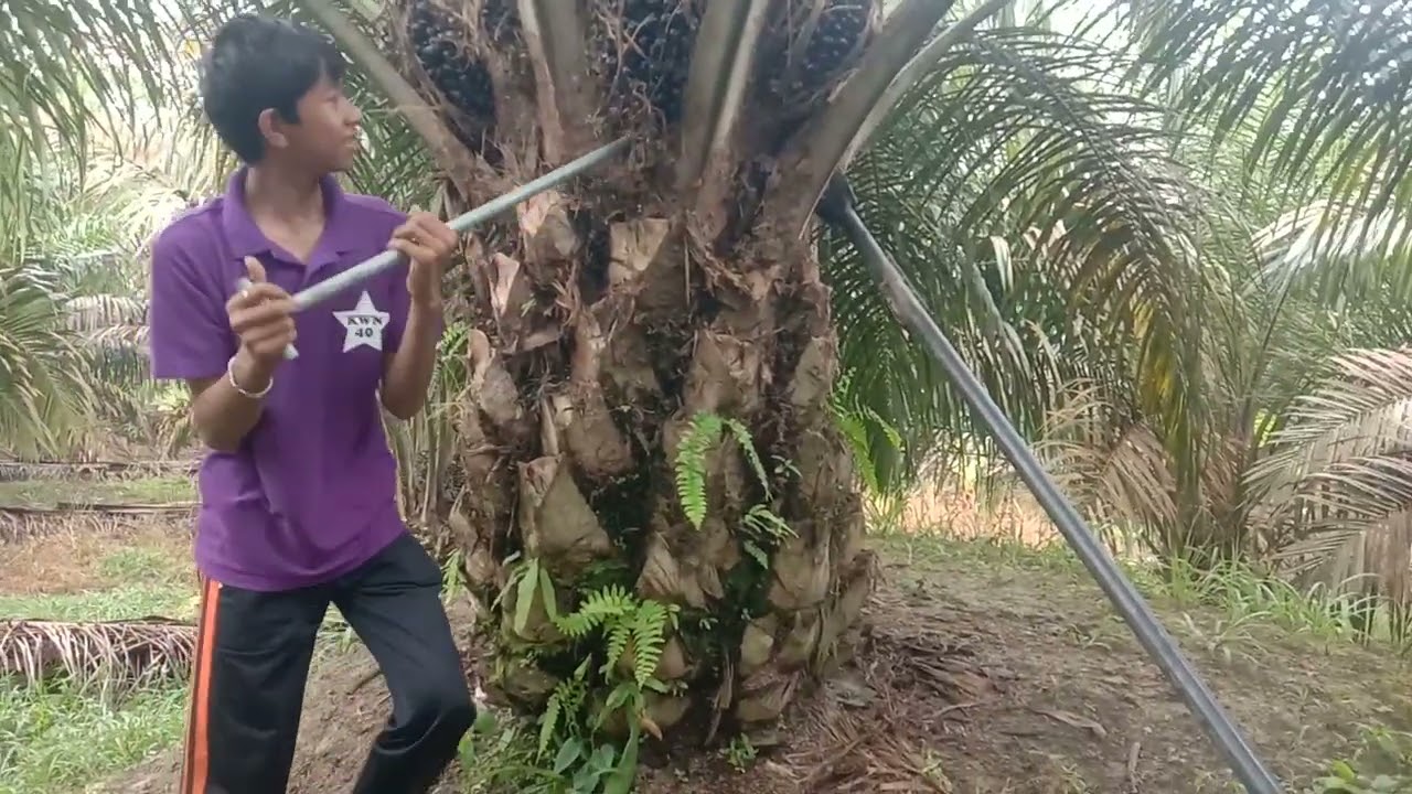 Panen lagi Lurr, Alhamdulillah 💪