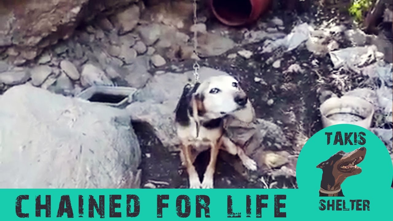 These two dogs lived in barrels chained all their lives - The story of Mumia & Danny - Takis Shelter