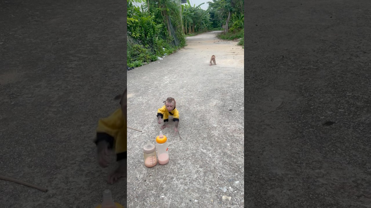 Two baby monkeys ran to get a bottle of milk to drink, so cute!