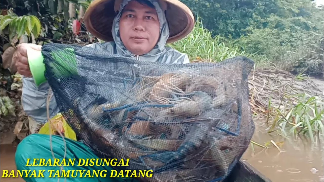 Mancing Udang Galah Dihari Raya Idul Fitri Naikan Udang Galah Besar Besar