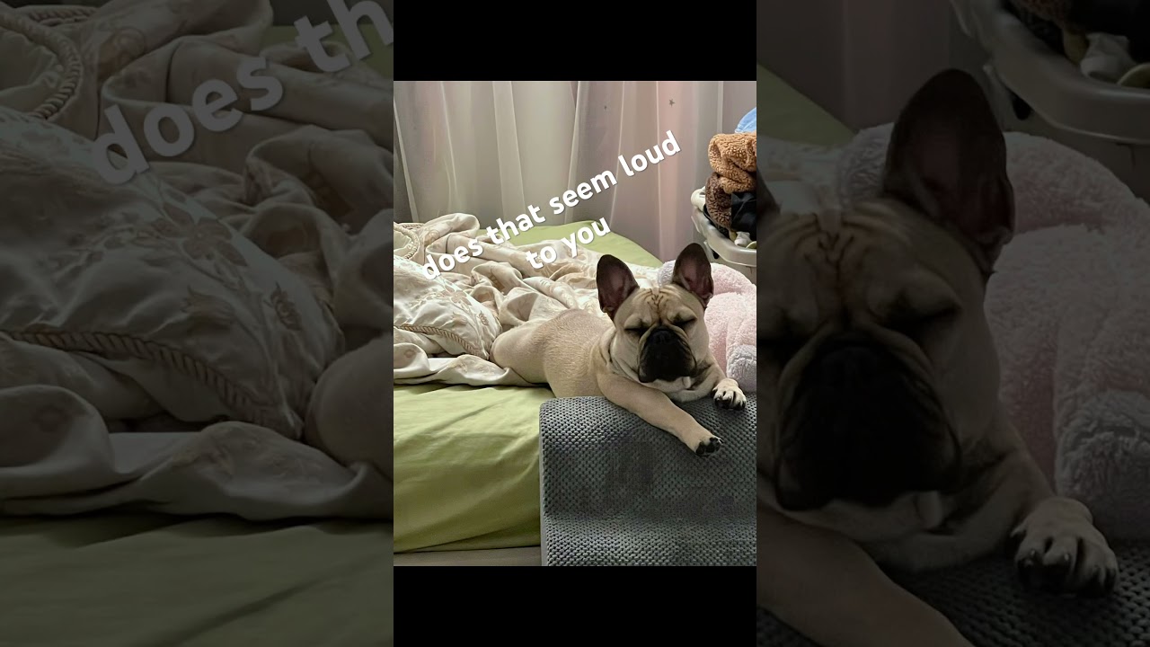 #everydaysoft #puppy #myanimal #notalkingvideo #frenchbulldog #frenchie