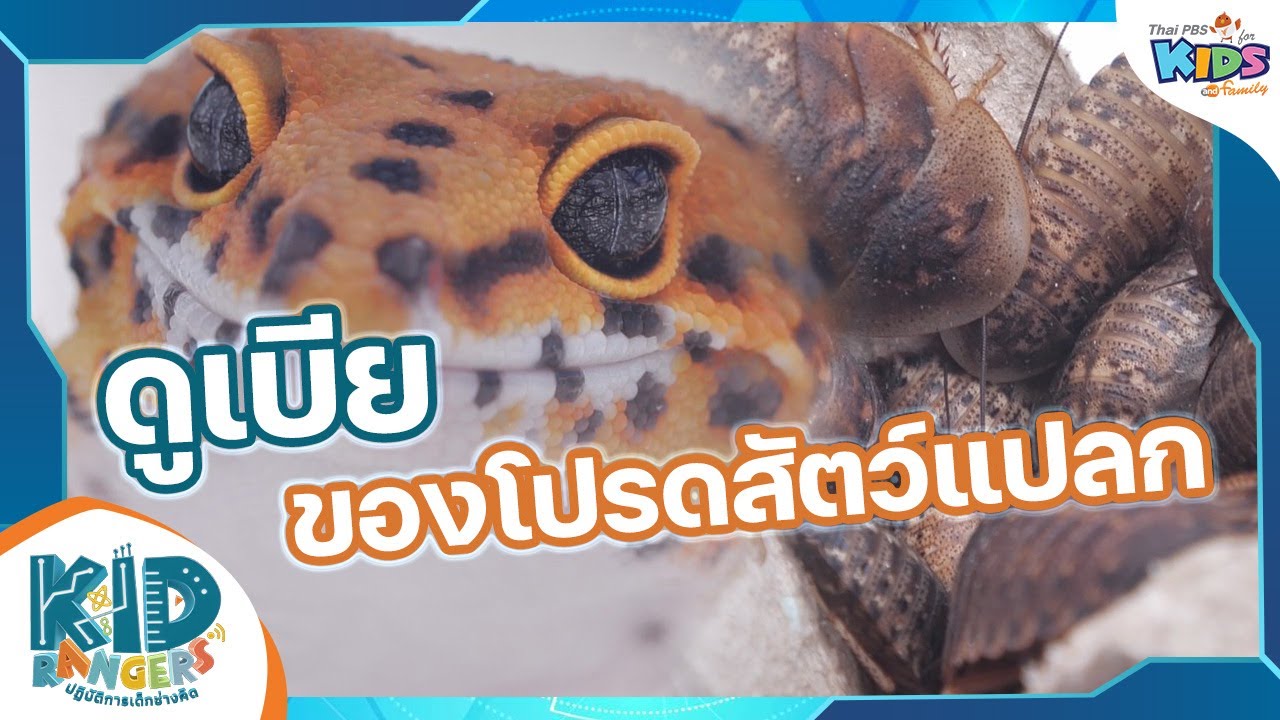 ดูเบียของโปรดสัตว์แปลก | Kid Rangers ปฏิบัติการเด็กช่างคิด