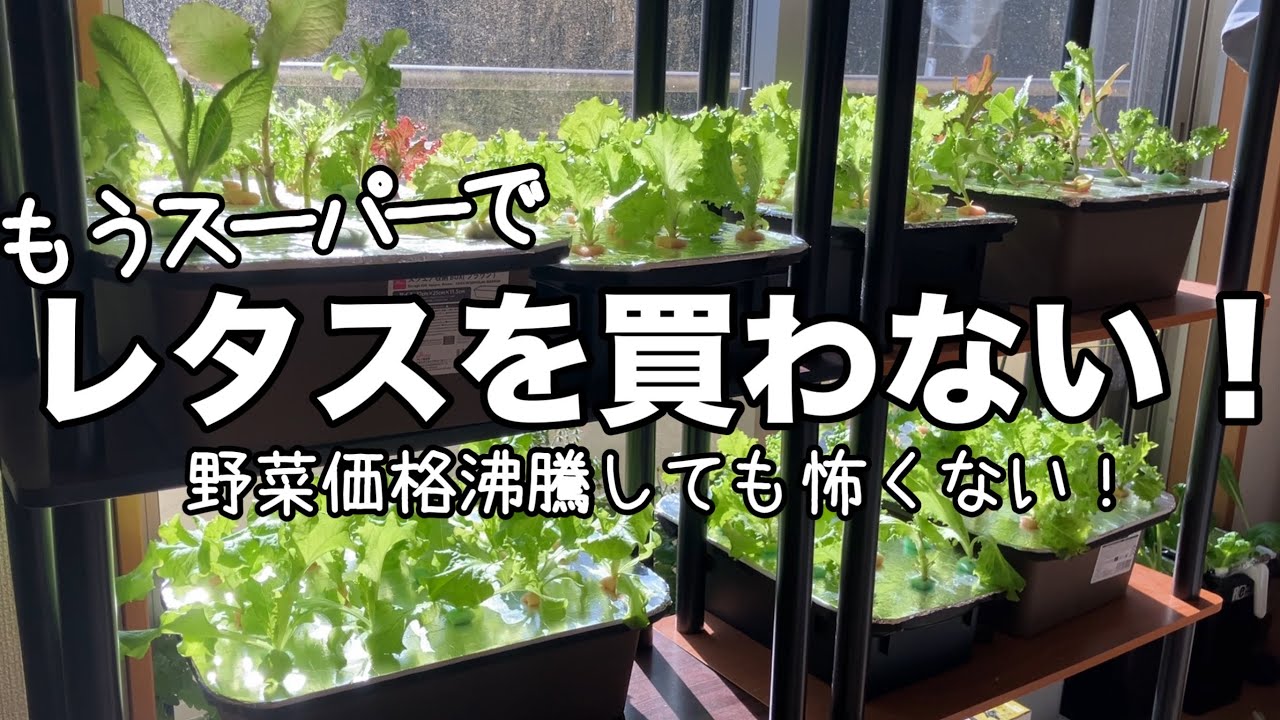 もうスーパーでレタスを買わない！今までで1番やってよかったお家の中でレタスを大量収穫する方法【ゆっくり解説縦動画】　#レタスの水耕栽培#レタス#水耕栽培#家庭菜園#野菜#価格沸騰#収穫#室内栽培