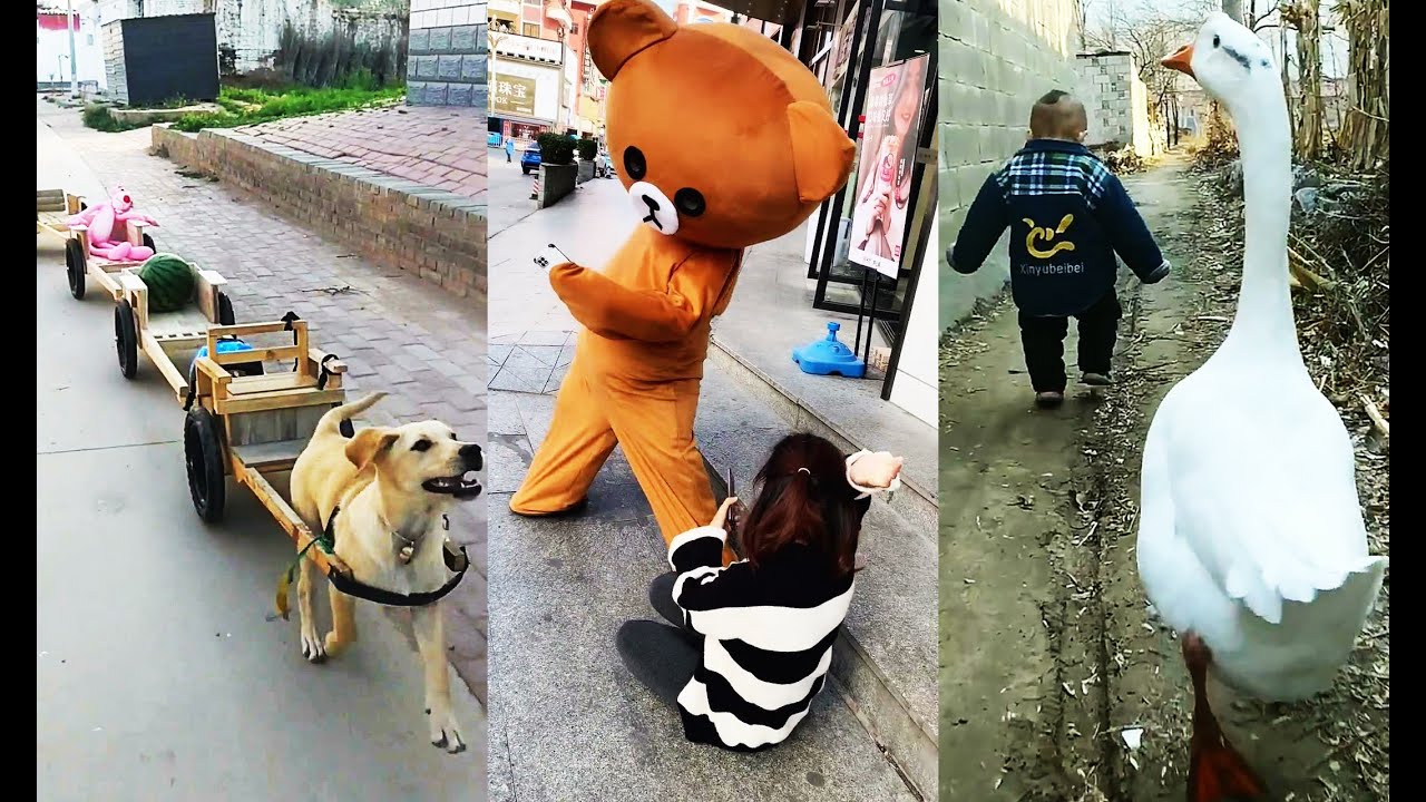 Vídeos engraçados Ursinho, histórias interessantes,Você tente não rir, Coleção Tiktok.. P100