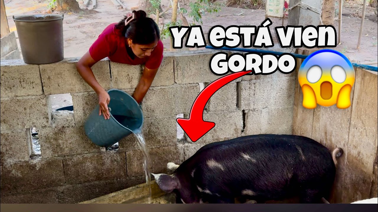 Marta pronto se despedirá del chanchito  ya está listo 