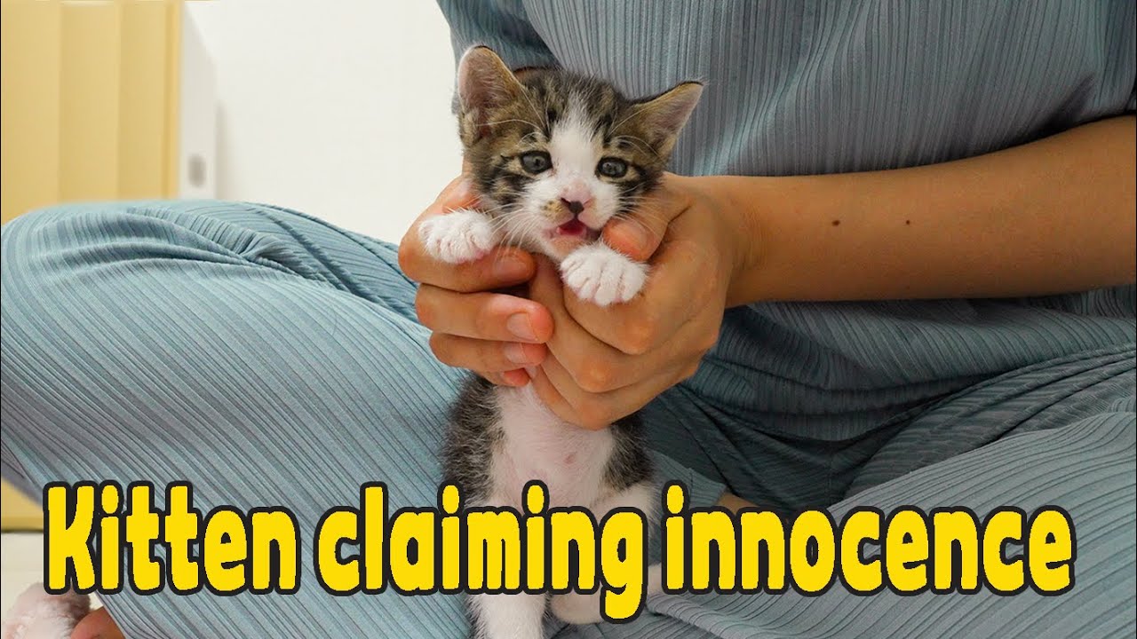 Kitten felt betrayed because his mom scolded (Cat understanding human speech)