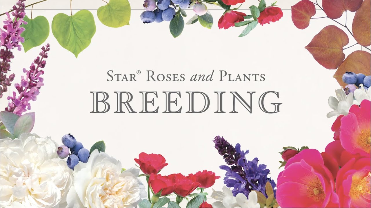 Star® Roses and Plants: Breeding