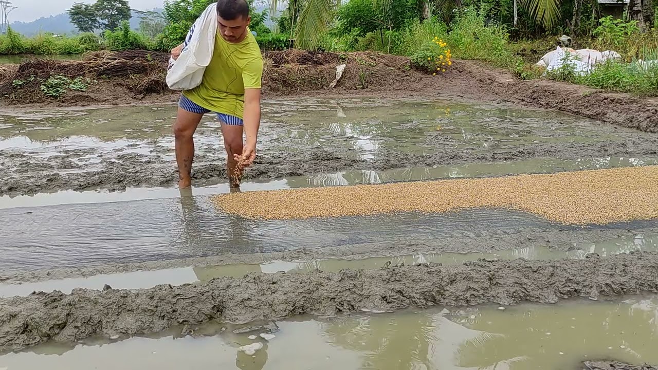 DAPOG METHOD of Rice Seeds, Ganito lang Gawin niyo or manood lang kayo #diy #farmer @vedastovlog