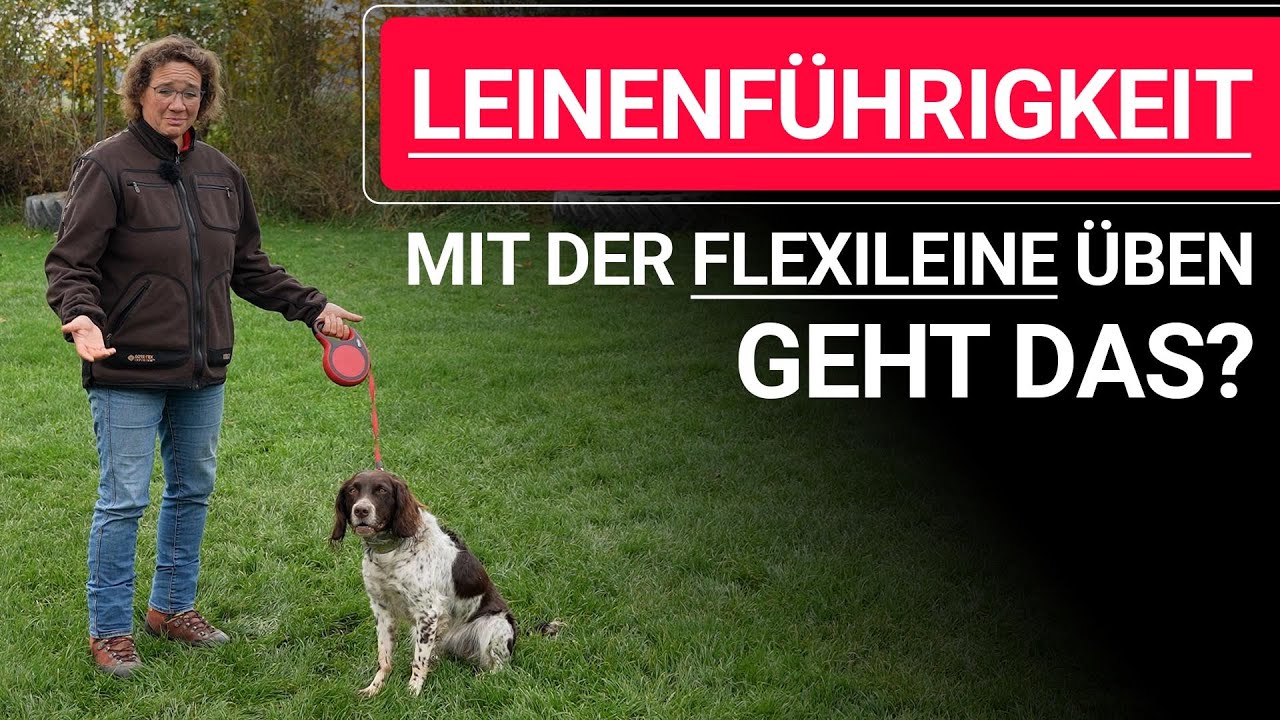 💥🐶 Leinenf&uuml;hrigkeit mit der Flexileine &uuml;ben &ndash; geht das? ➡️ Praxisvideo 🐶💥✔️