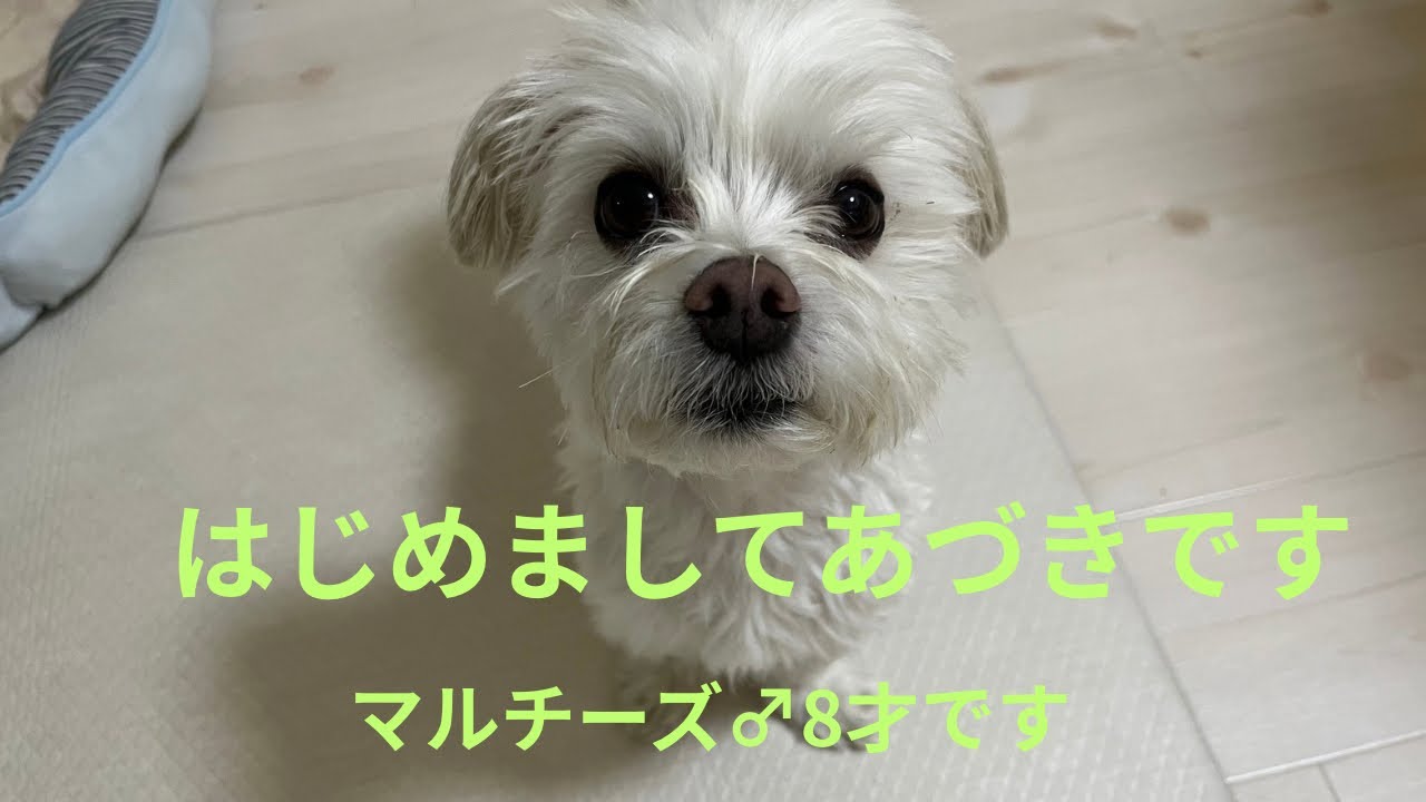 【あづきとお母さん】あづきとお母さんの愉快な暮らしです