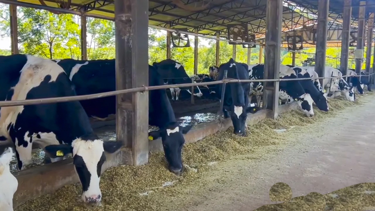 2 MIL LITROS DE LEITE POR DIA COM 64 VACAS LEITEIRAS E ORDENHA ROBÓTICA