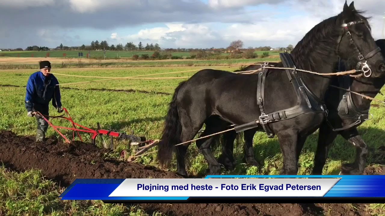 Pløjning med heste - Sønderjysk Mesterskab 2019