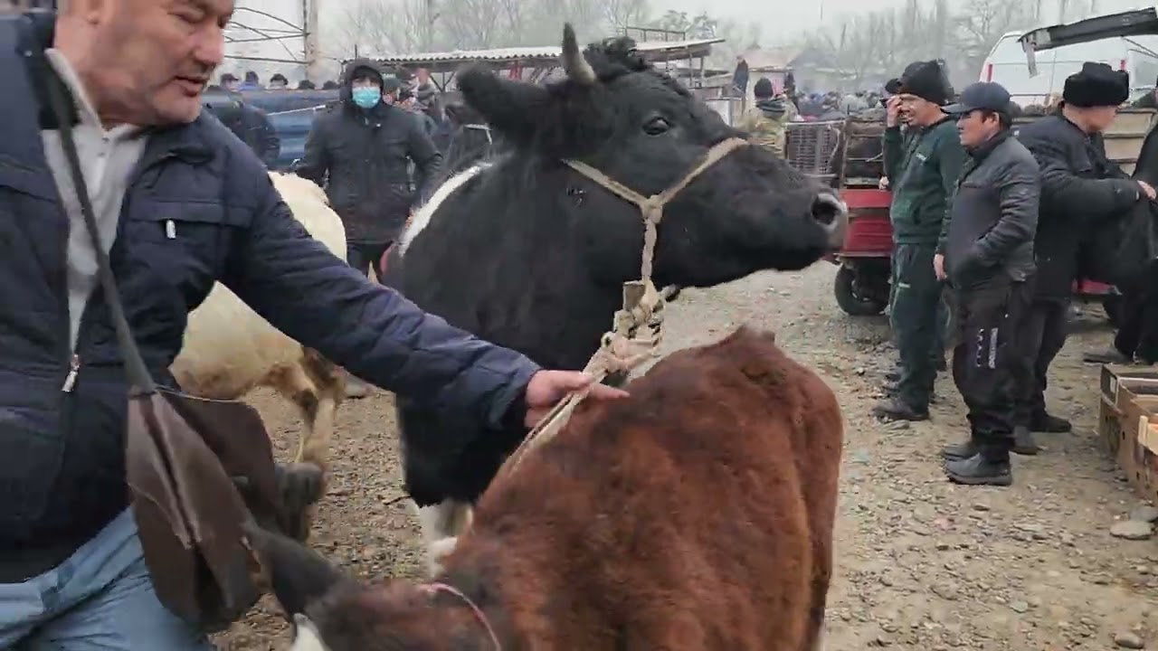 27 январ олинган сотилган жойларидан Дурмонча 2026 йил богдод.#водий #чорва#technoartist 