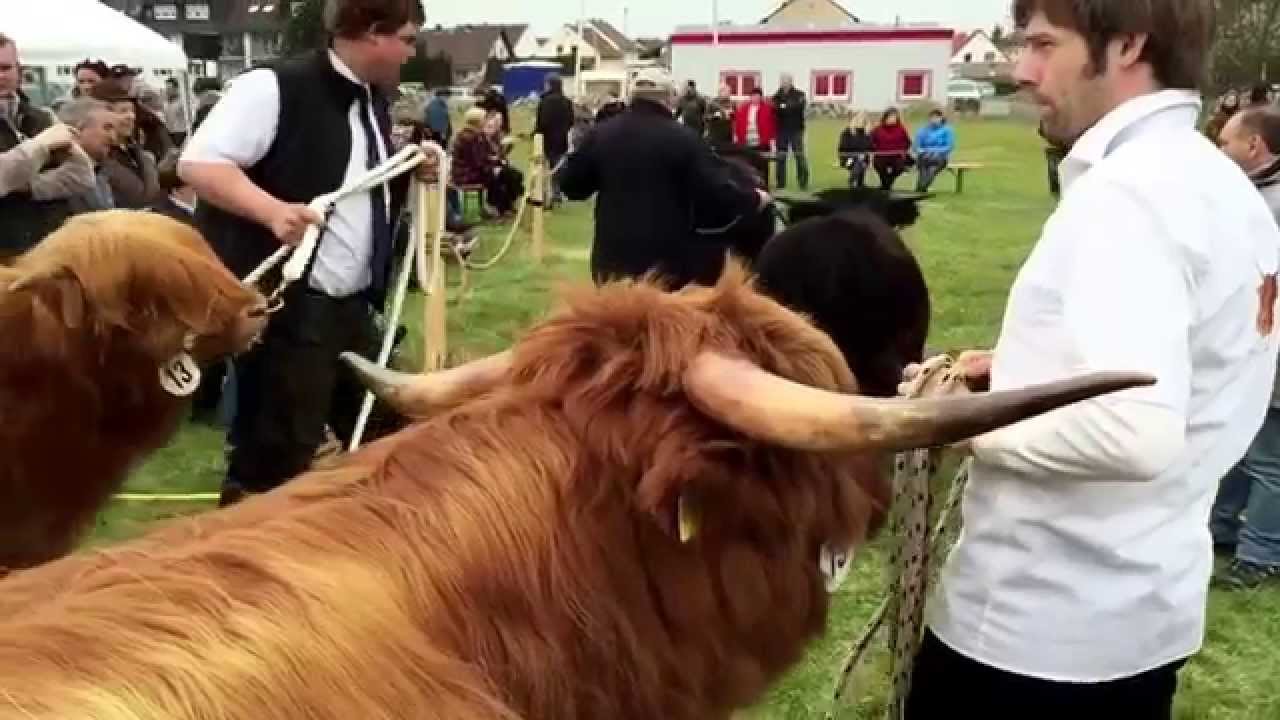 Highland Cattle in Gr&uuml;ndau-Rotenbergen  28.3.2015   HQ