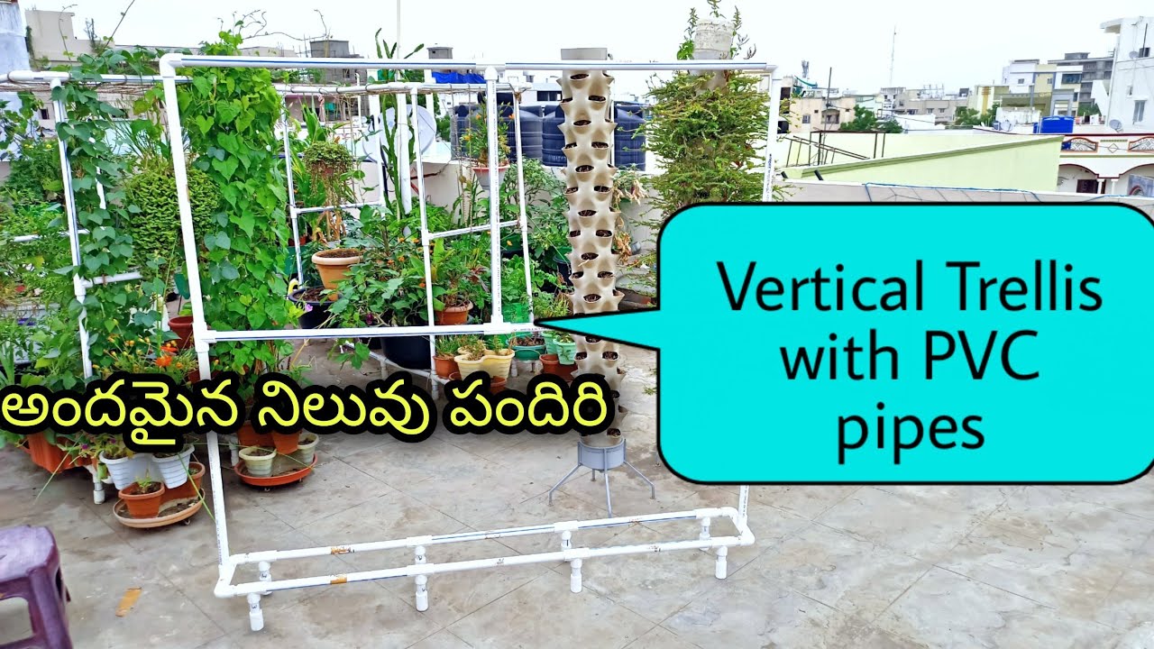 Vertical Trellis with PVC pipe stand  పైపులతో అందమైన నిలువు పందిరి Vertical Creeper stand #stands