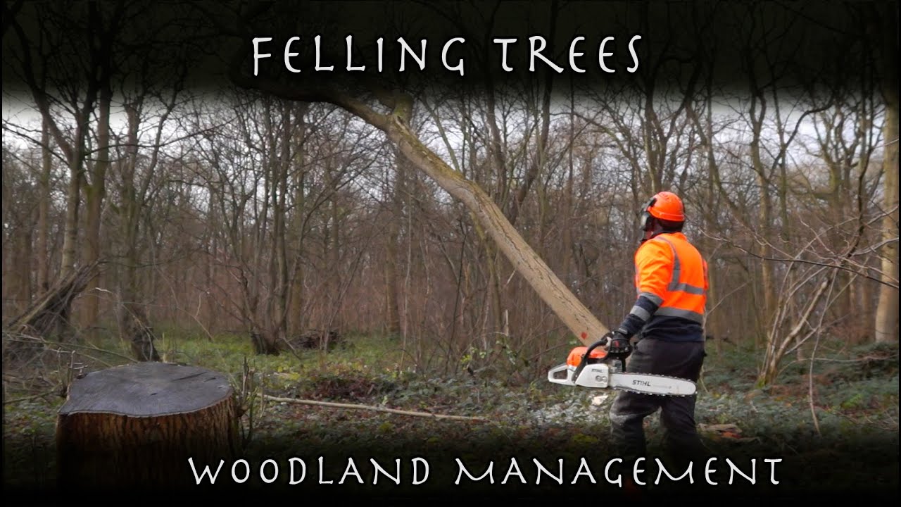 Felling Trees - Woodland Management