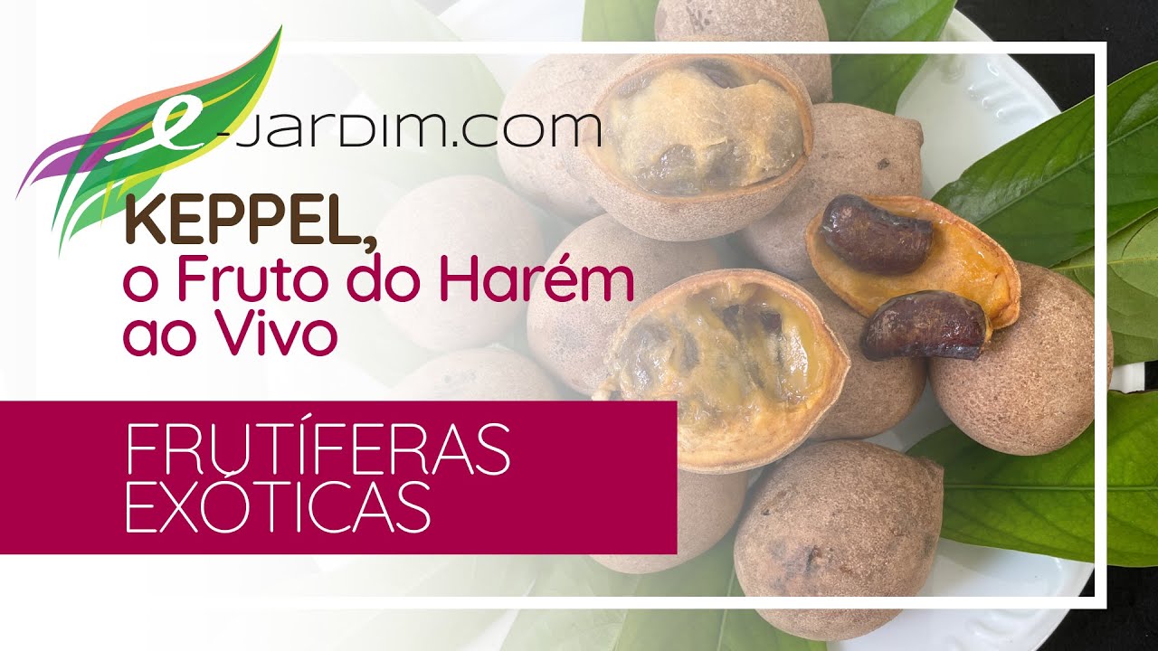 Keppel, o FRUTO do HARÉM ao VIVO | Frutíferas Exóticas