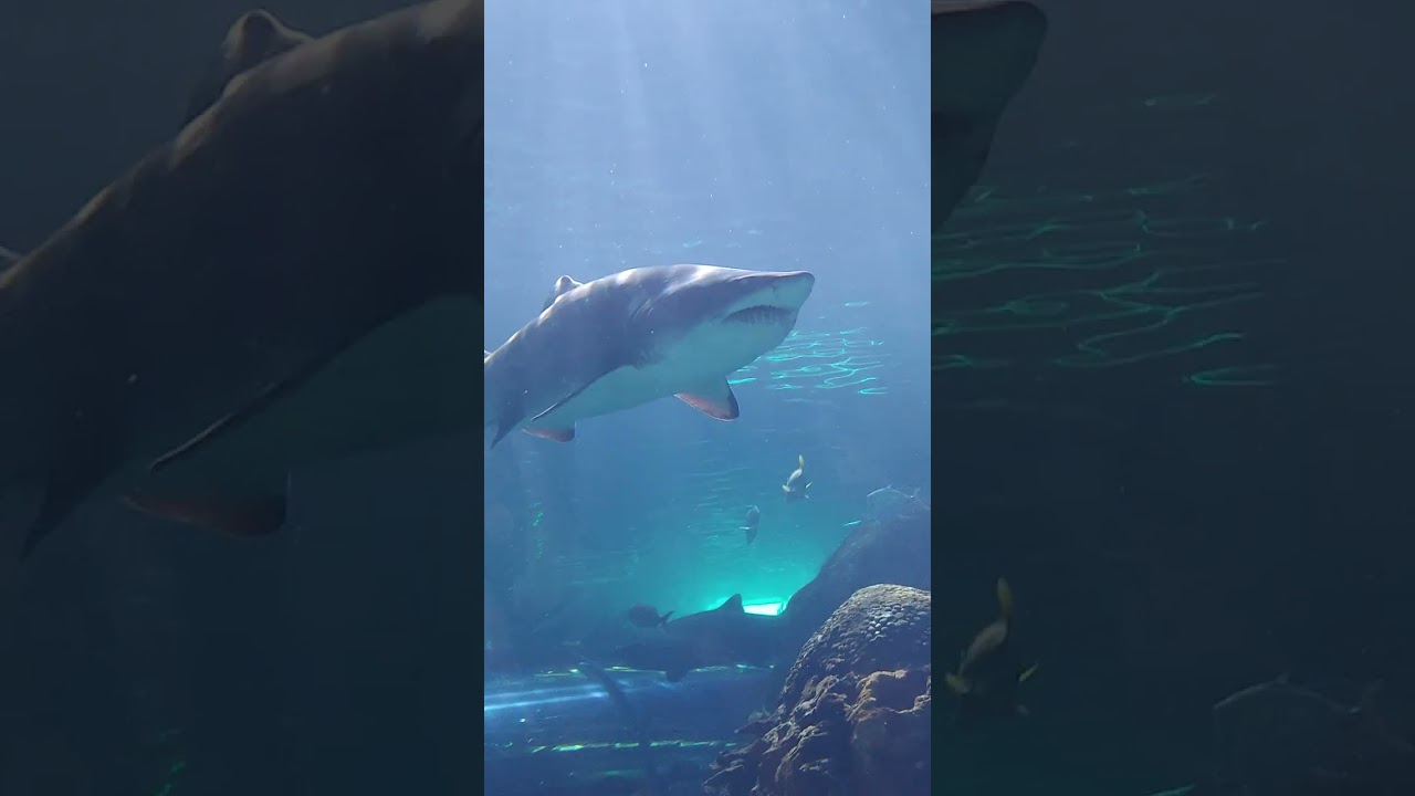 Toronto aquarium ￼