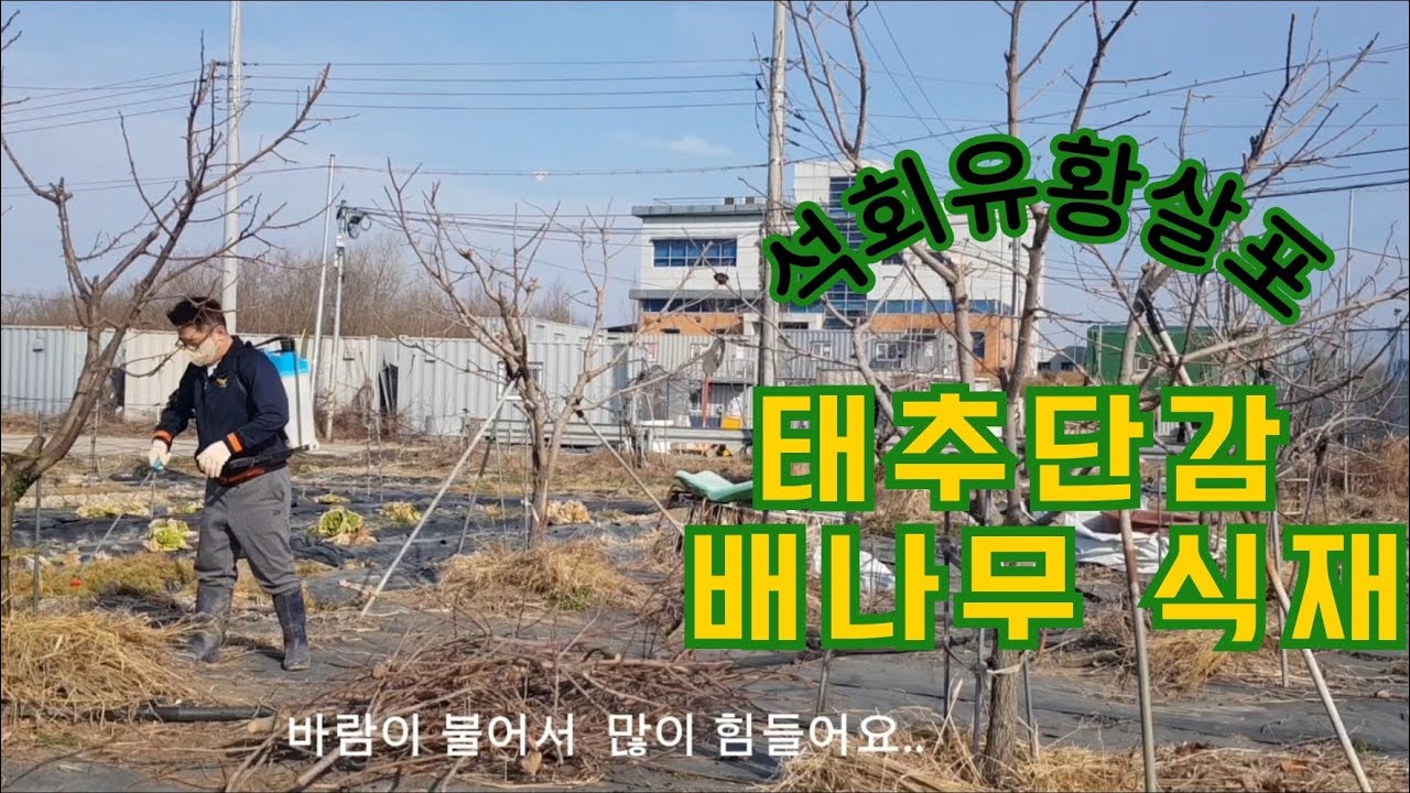석회유황합제 살포..