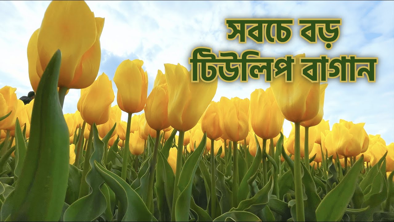 ⁣Norfolk Tulip | ইউকের সবচে বড় টিউলিপ গার্ডেন