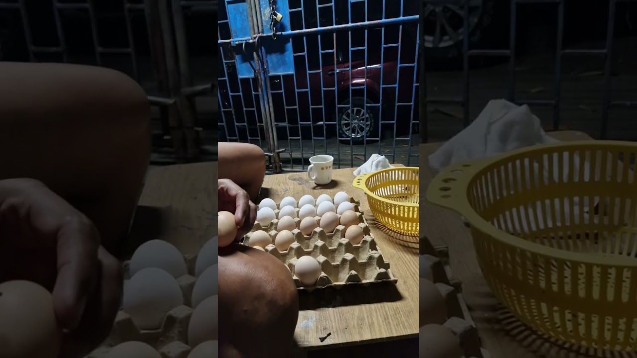 2nd update. Cull Whiteleghorn Egg Layer chicken Breeding Purpose 