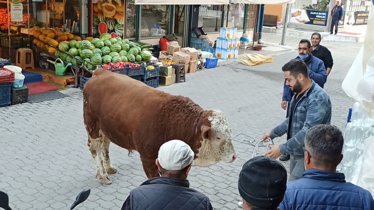 Şuhutta hareketli anlar: Besihaneden kaçan dana çarşı esnafına zor anlar yaşattı