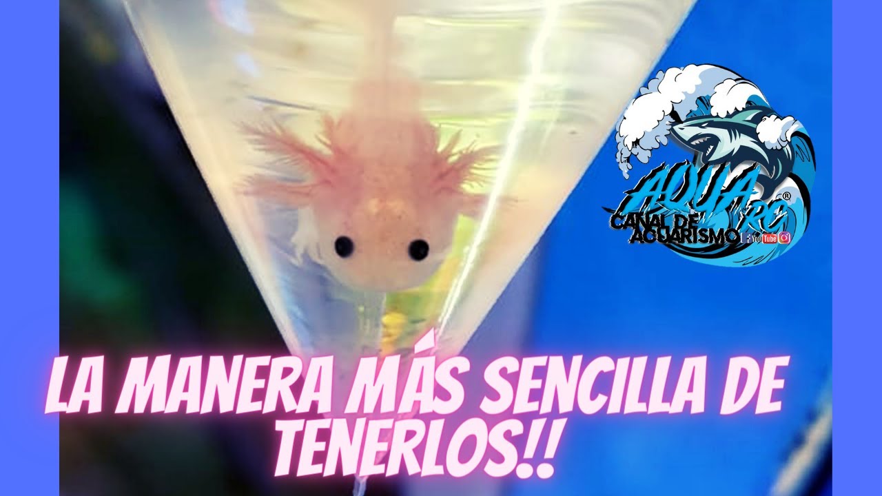 El Acuario m&aacute;s f&aacute;cil para ajolotes!! (Axolotl) Sin complicaciones!! | Aqua RC |