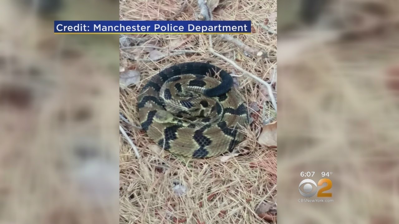 Rattlesnakes In Jersey