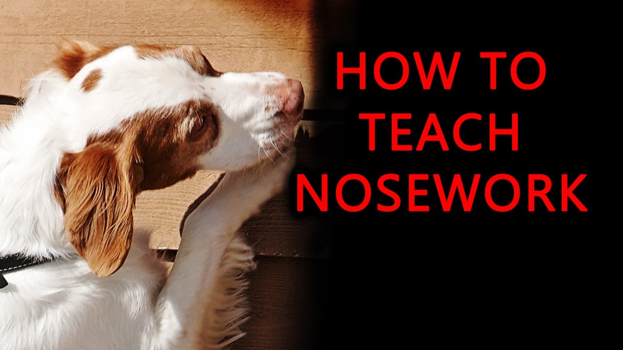 How to Train Your Dog to Search for Scent in K9 Nosework
