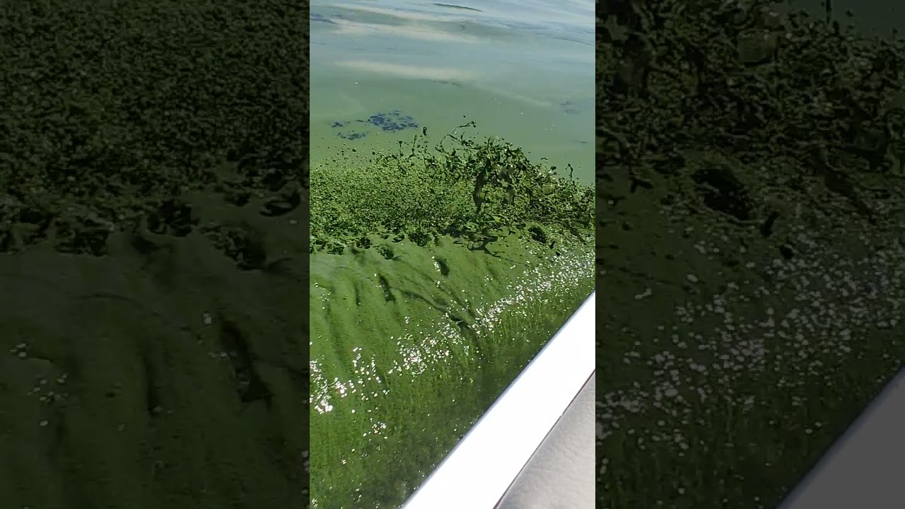 Clear lake nowhere near being clear, clearly!  2021 Algae Bloom