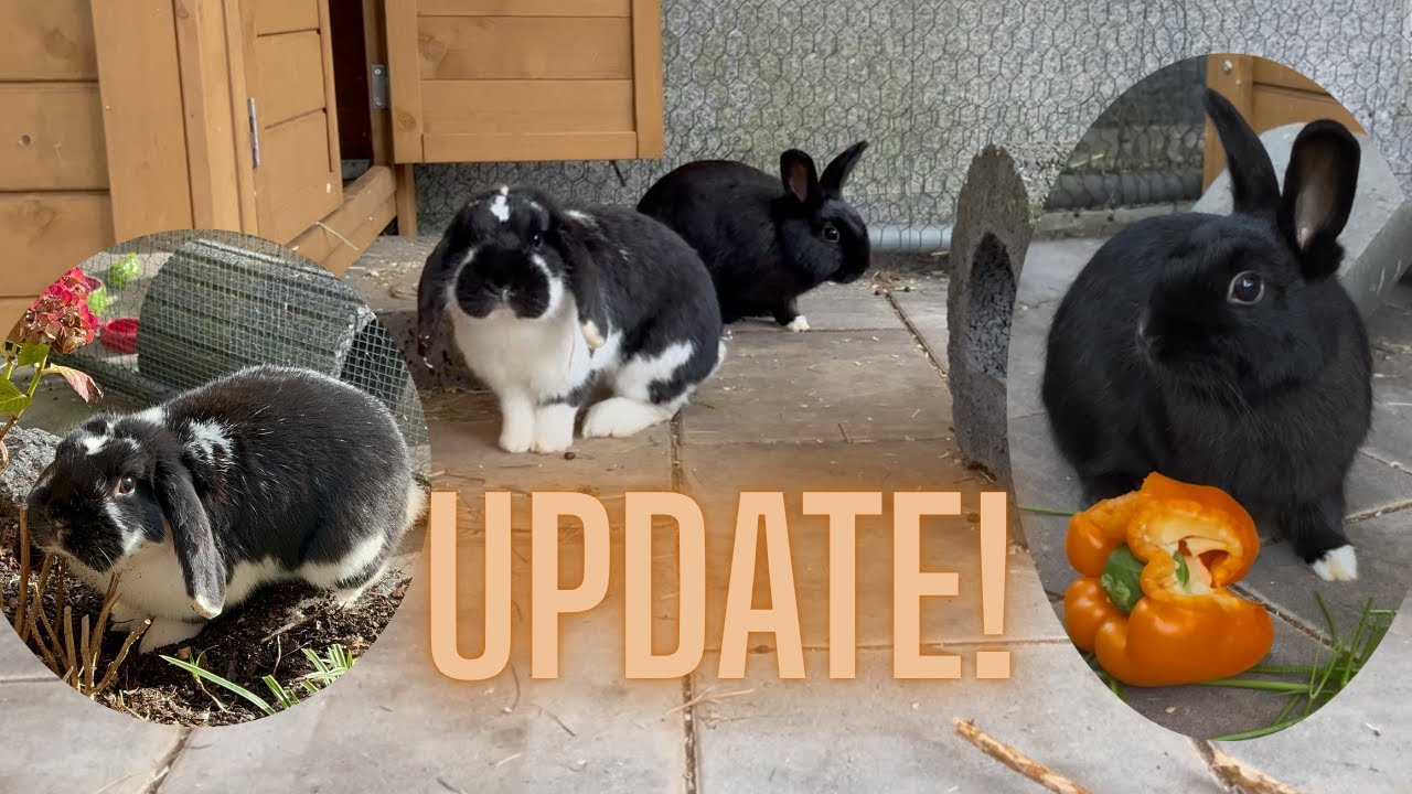 DAS sind ALLY & JOSH 🐇 (Update)
