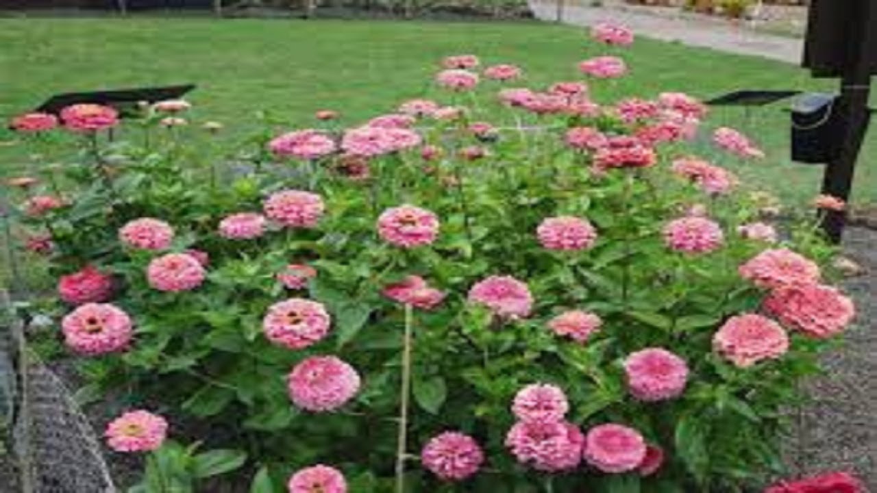 زهرة زينيا Zinnia elegans