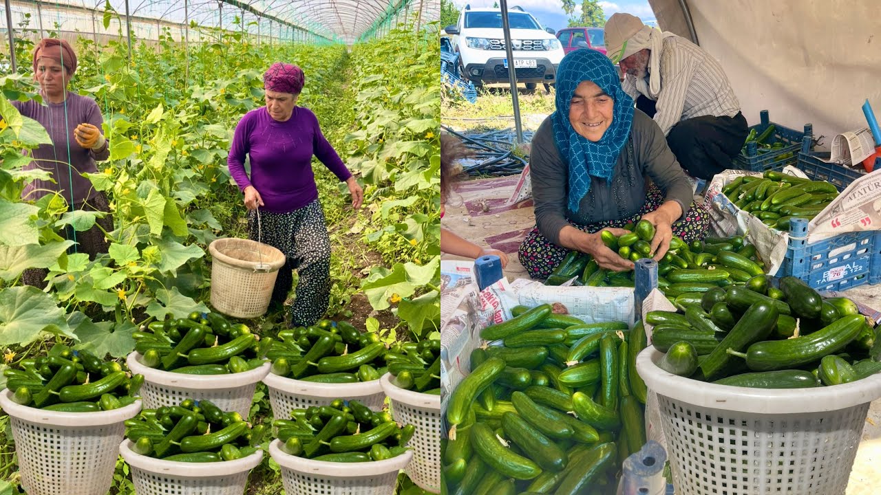 KÖY HAYATI DOĞAL İLK SALATALIK HASADI \ LEZZET DOLU KÖY YEMEKLERİ